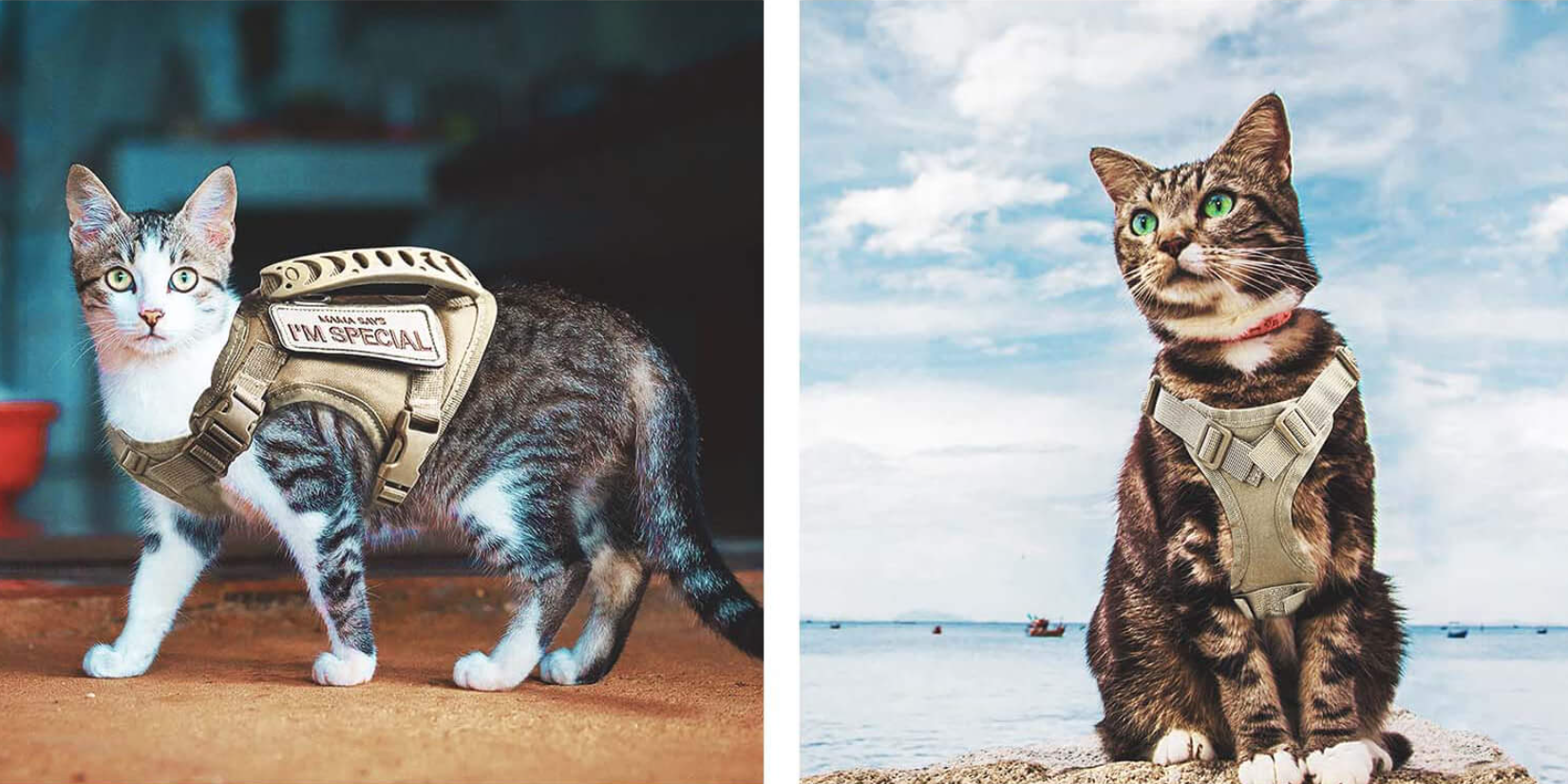 The Best Cat Harnesses for Safe and Fun Adventures